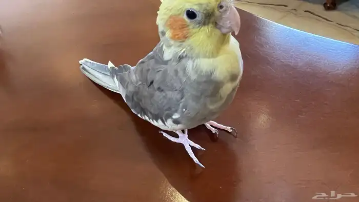 كروان جامبو الييف يعرف يفتح القفص من نفسه 1