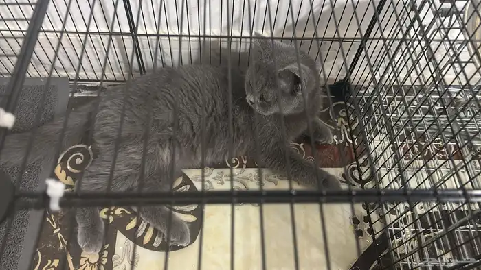 قط سكوتش ستريت 3