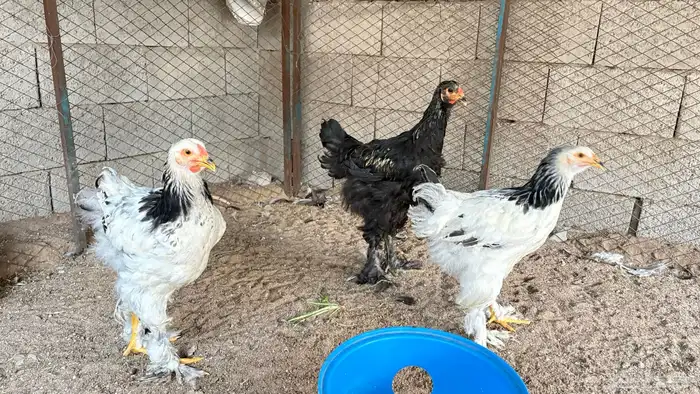 دجاج براهما 0