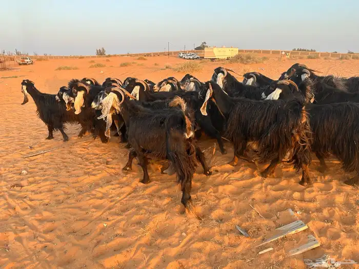 ماعز عارضي 2