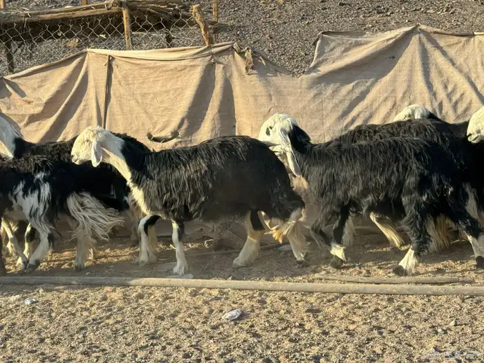 رخال وضان نجد 0