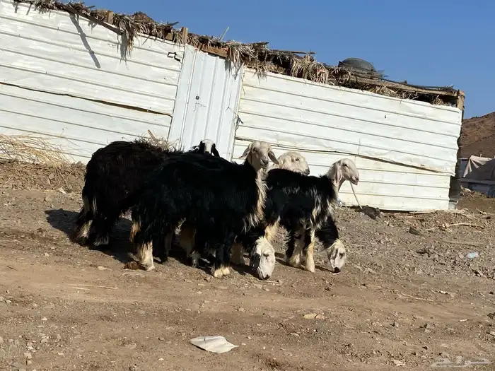 رخال مقاني نجد صنف جذعات 4