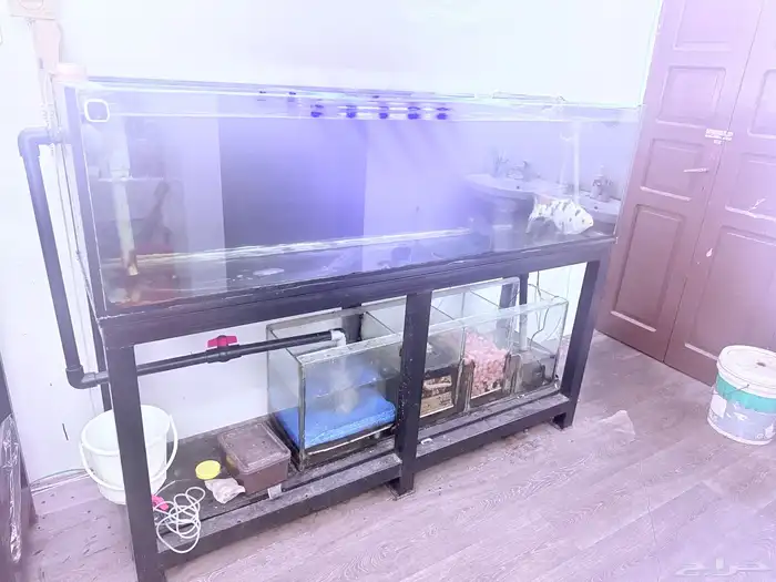 MONSTER FISH TANK with FILTER SUMP 2
