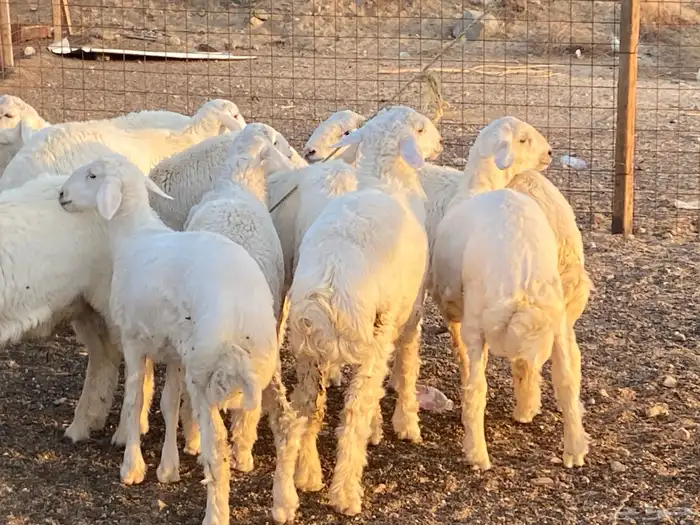 طليان حرية طائفية وسواكني مرابي 9
