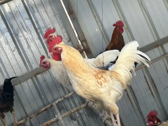 ذكور دجاج بلدي للبيع النماص 1