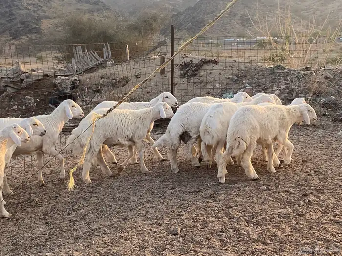 طليان حرية طائفية وسواكني مرابي 5
