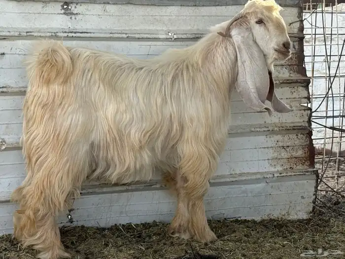 تيس اصفر كايف 4