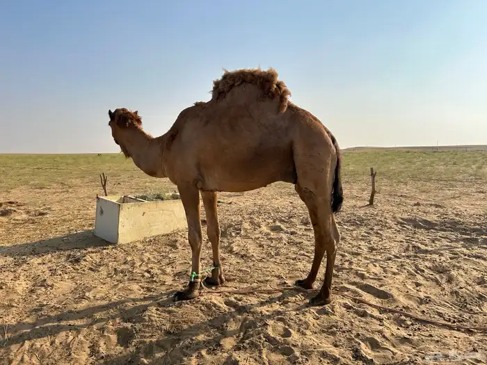 للبيع فحل ساحلي داخل رباع مشروط 1