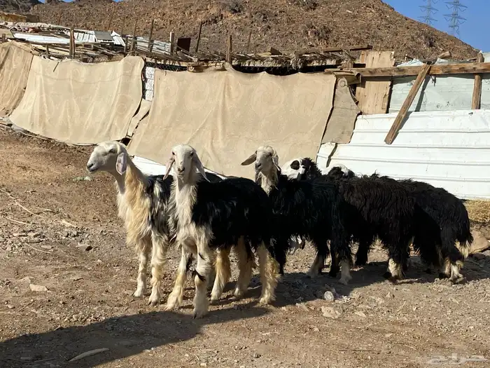 رخال مقاني نجد صنف جذعات 19