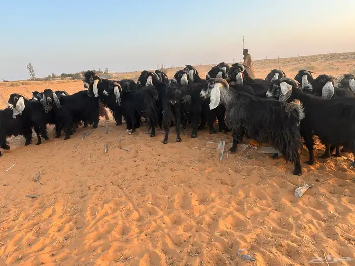 ماعز عارضي 0