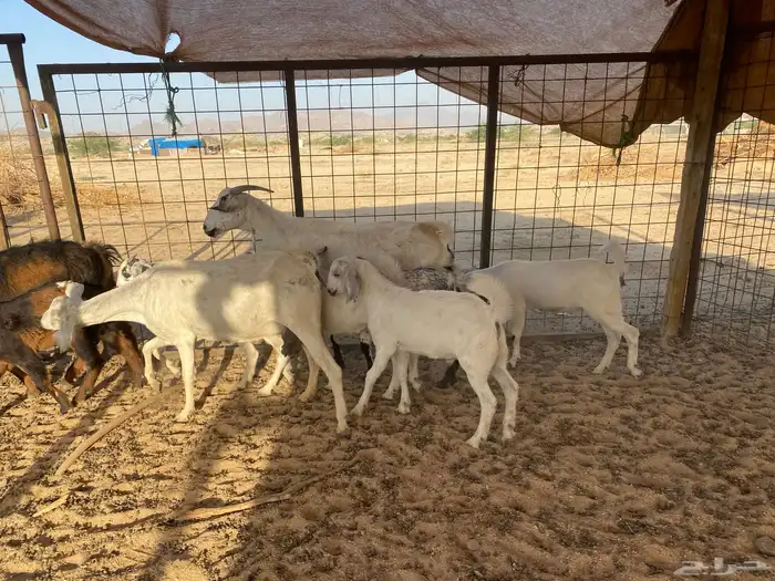 معزاء متاويم بيشيه 12