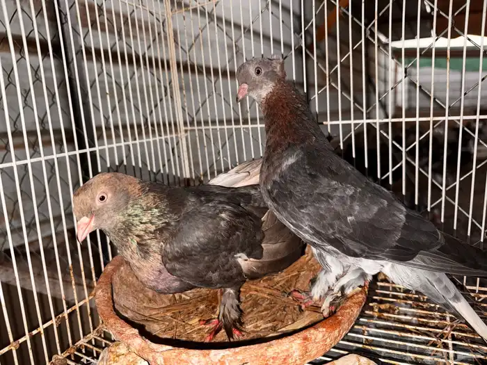 جوز تركي معقد 8