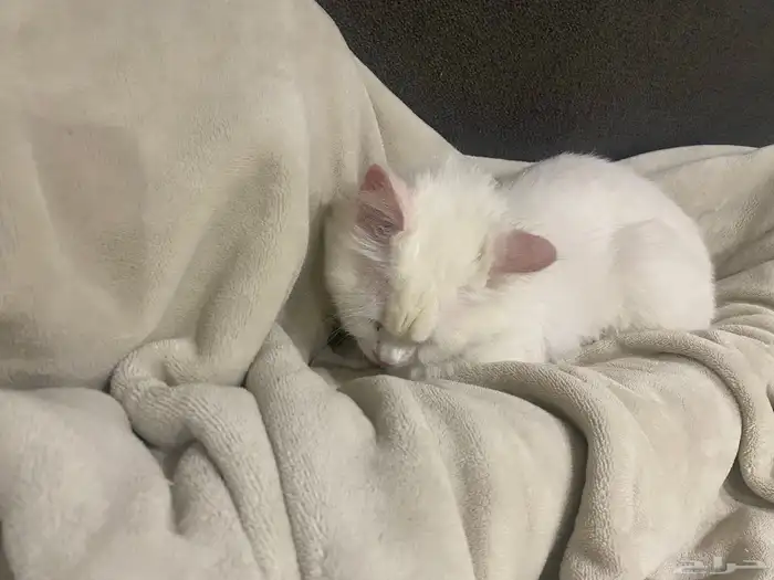 قطه انثى سليمه للتبني في ابها وماجاورها 7