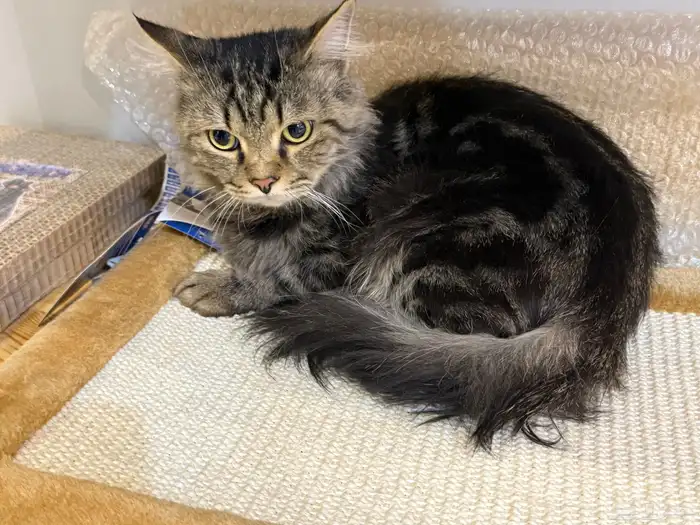 قط شيرازي للبيع مع دفتر التطعيمات. السعر قابل للتفاوض 4