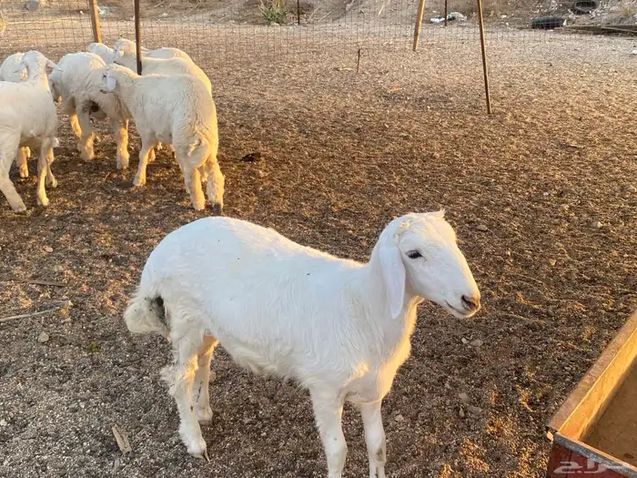 طليان حرية طائفية وسواكني مرابي 8