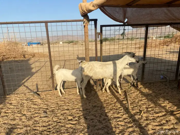 معزاء متاويم بيشيه 3