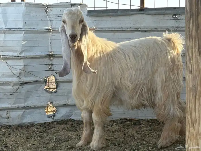 تيس اصفر كايف 1