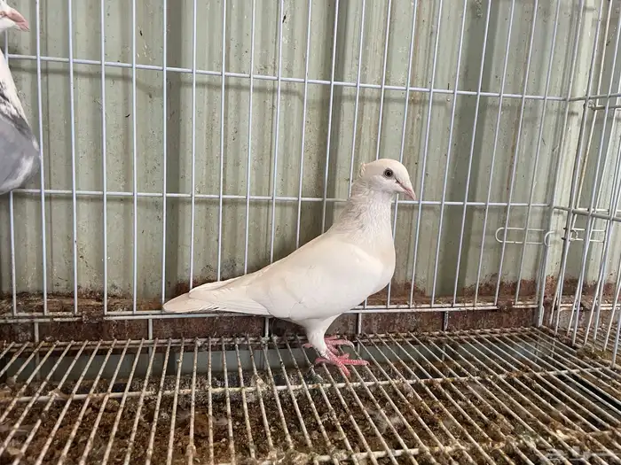 جوز زاجل لمون منتج وركوب 0