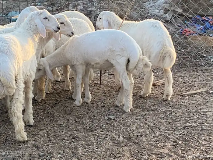 طليان حرية طائفية وسواكني مرابي 3