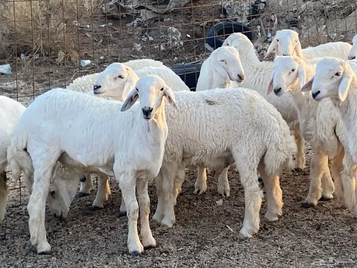 طليان حرية طائفية وسواكني مرابي 1