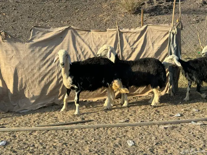 رخال وضان نجد 8