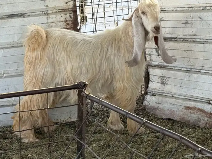 تيس اصفر كايف 2