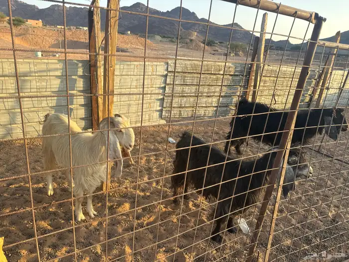 معزا للبيع 2