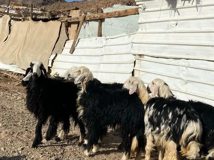 رخال مقاني نجد صنف جذعات 10