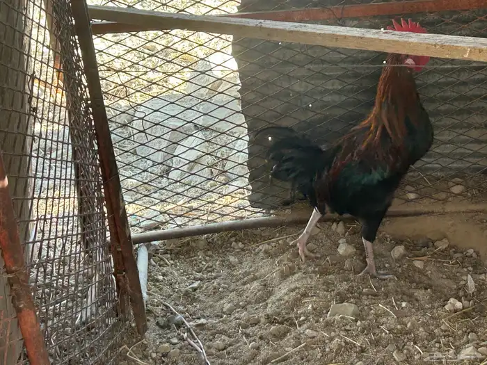 ذكور دجاج بلدي للبيع النماص 8