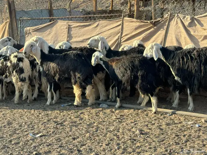 رخال وضان نجد 11