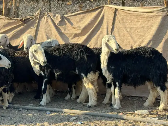 رخال وضان نجد 2