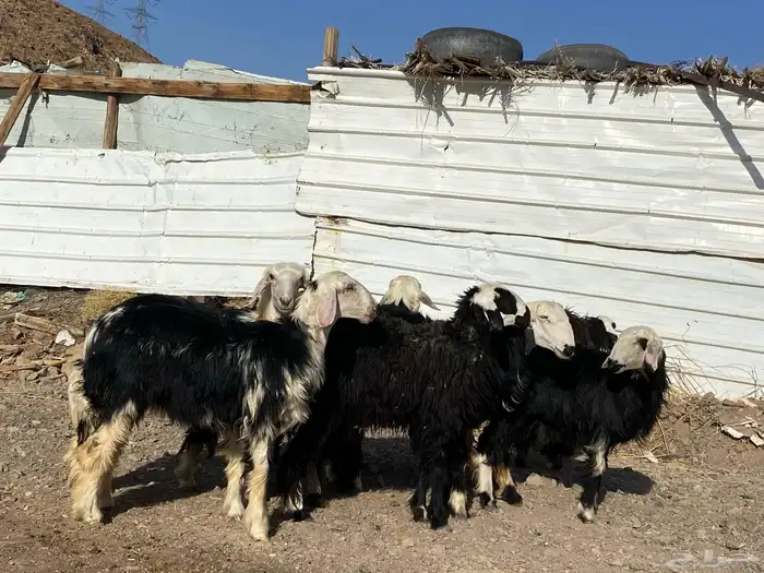 رخال مقاني نجد صنف جذعات 24