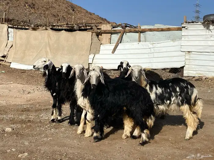 رخال مقاني نجد صنف جذعات 35