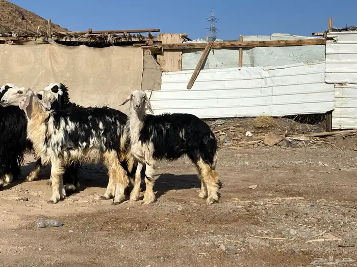 رخال مقاني نجد صنف جذعات 32