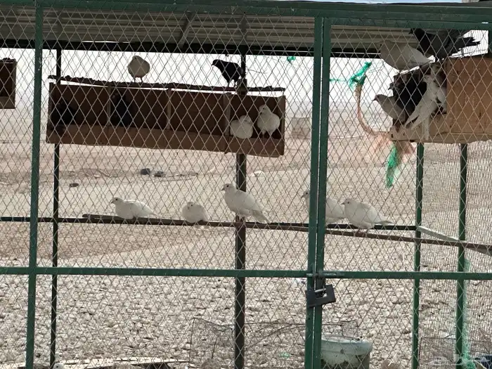 حمام مشكل واكثره فرنسي 2