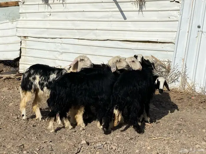 رخال مقاني نجد صنف جذعات 12