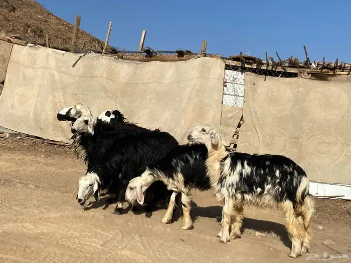 رخال مقاني نجد صنف جذعات 25