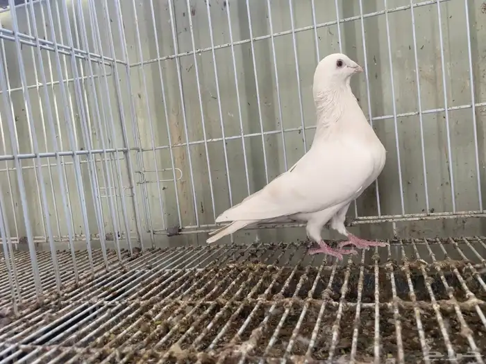 جوز زاجل لمون منتج وركوب 1