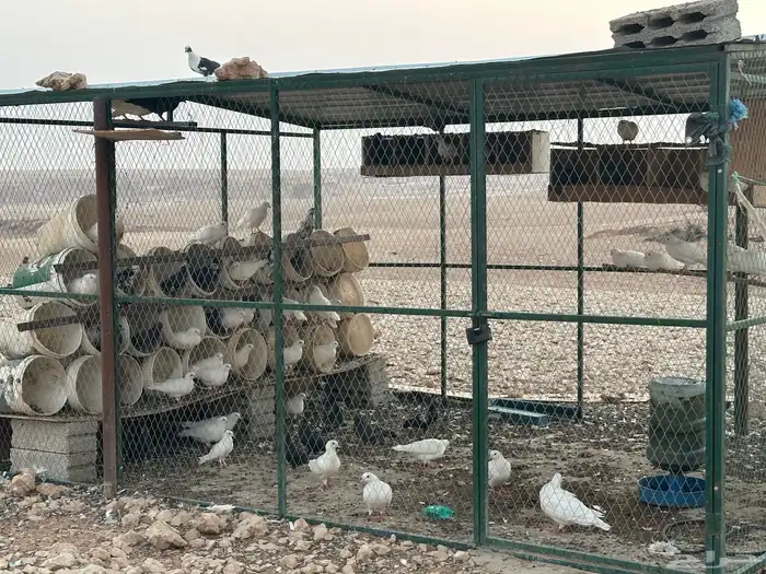 حمام مشكل واكثره فرنسي 0