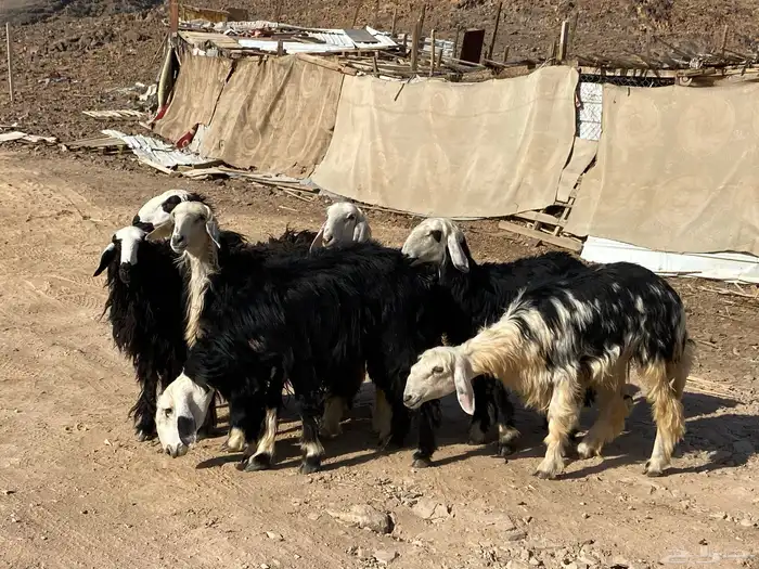 رخال مقاني نجد صنف جذعات 5