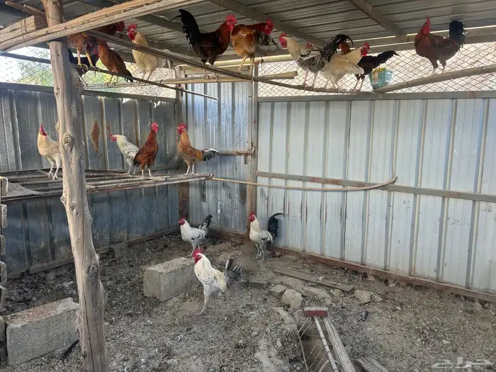 ذكور دجاج بلدي للبيع النماص 6