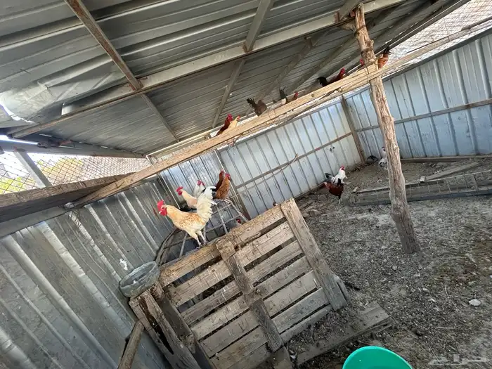 ذكور دجاج بلدي للبيع النماص 10