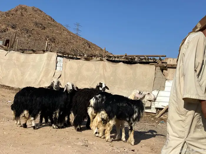 رخال مقاني نجد صنف جذعات 30