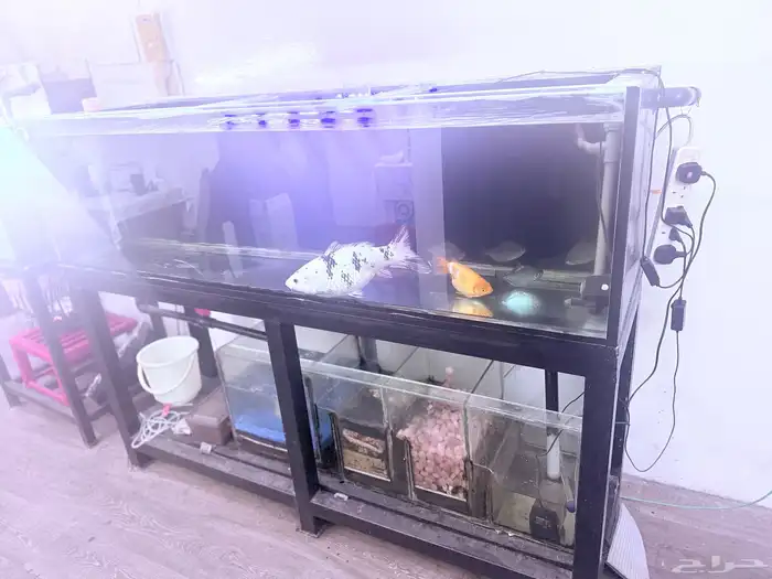 MONSTER FISH TANK with FILTER SUMP 1