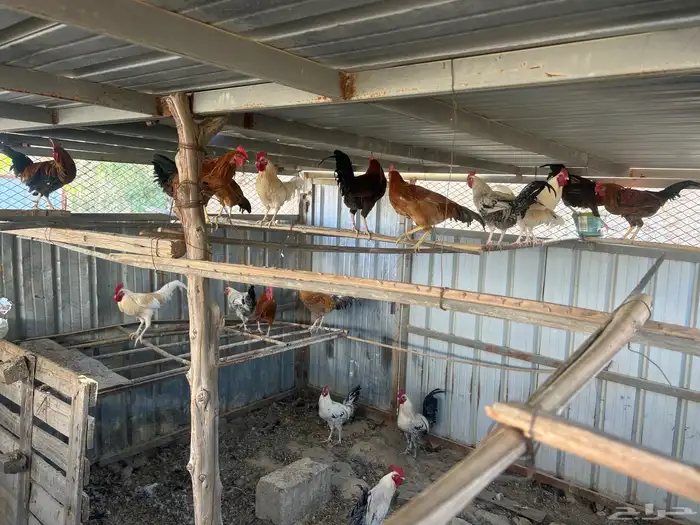 ذكور دجاج بلدي للبيع النماص 5