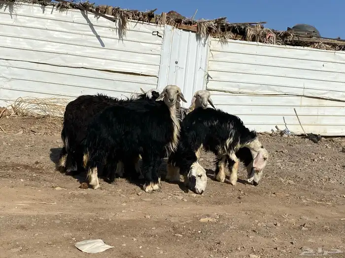 رخال مقاني نجد صنف جذعات 3