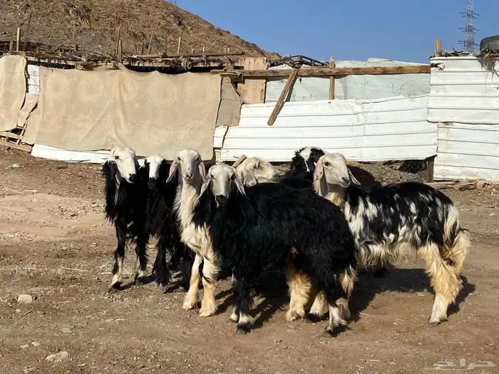 رخال مقاني نجد صنف جذعات 34