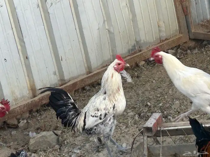 ذكور دجاج بلدي للبيع النماص 9