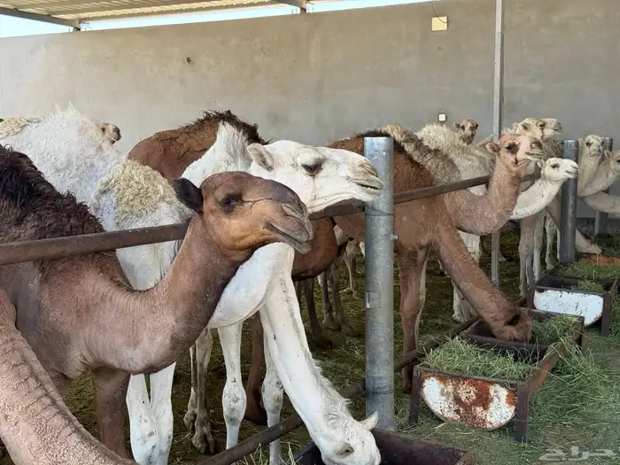حشو للبيع 0