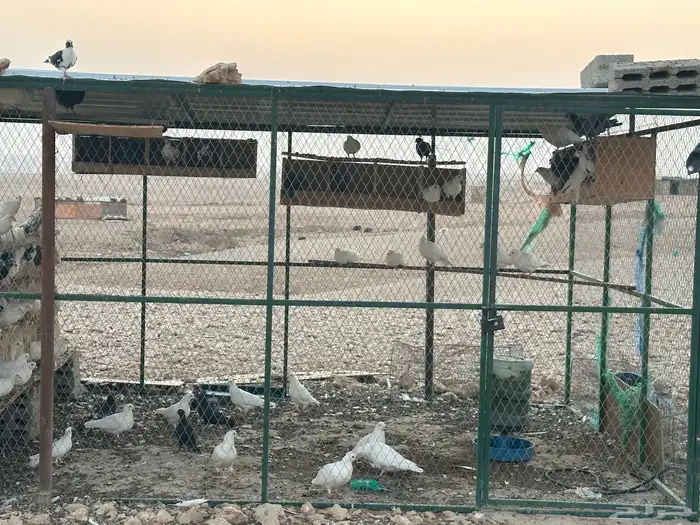 حمام مشكل واكثره فرنسي 4